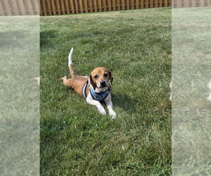 Beagle-Unknown Mix Dogs for adoption in Mundelein, IL, USA