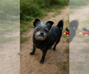 Brussels Griffon-Unknown Mix Dogs for adoption in Phoenix, AZ, USA