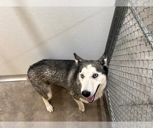Siberian Husky-Unknown Mix Dogs for adoption in Temple, TX, USA