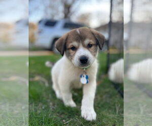 Great Pyrenees-Unknown Mix Dogs for adoption in Minneapolis, MN, USA