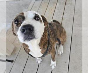 American Staffordshire Terrier Dogs for adoption in San Antonio, TX, USA