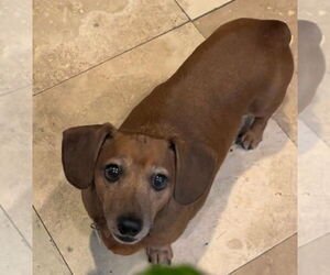 Dachshund Dogs for adoption in Los Angeles, CA, USA