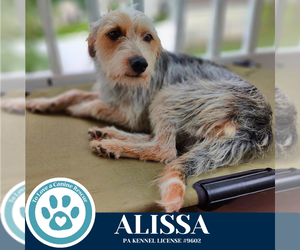 Mutt Dogs for adoption in Kimberton, PA, USA