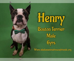 Boston Terrier-Unknown Mix Dogs for adoption in Anchorage, AK, USA