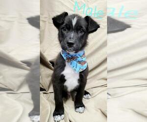 Border Collie Dogs for adoption in Pottstown, PA, USA