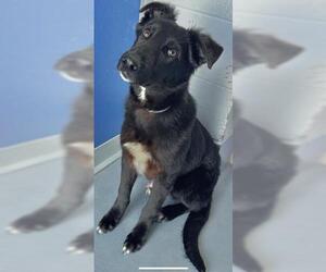 German Shepherd Dog-Unknown Mix Dogs for adoption in Visalia, CA, USA