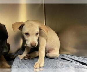 Labrador Retriever-Unknown Mix Dogs for adoption in Pasadena, CA, USA
