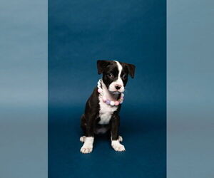 Mutt Dogs for adoption in Oakland Park , FL, USA