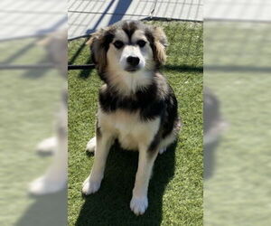 Siberian Husky Dogs for adoption in Salinas, CA, USA