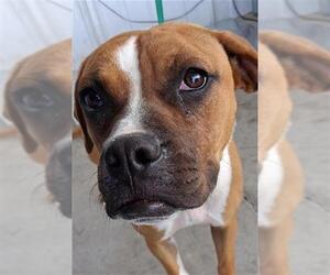 Boxer-Unknown Mix Dogs for adoption in Bakersfield, CA, USA
