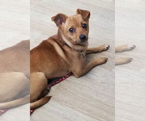 Chihuahua Dogs for adoption in Mount Laurel, NJ, USA