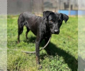 Border Collie-Unknown Mix Dogs for adoption in Modesto, CA, USA
