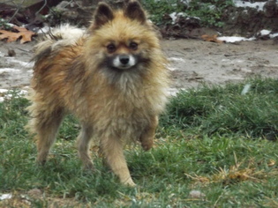 Pomeranian Dogs for adoption in Zaleski, OH, USA