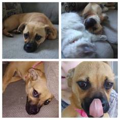 Pug Dogs for adoption in Lawton, OK, USA