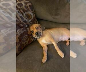 Puggle Dogs for adoption in Mechanicsburg, PA, USA