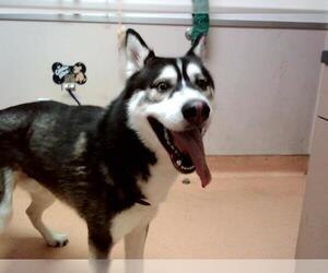 Siberian Husky Dogs for adoption in Martinez, CA, USA