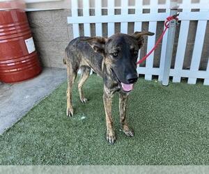 Dutch Shepherd -Unknown Mix Dogs for adoption in Modesto, CA, USA