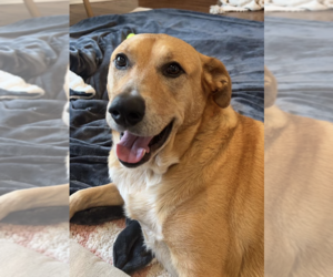 Labrador Retriever-Unknown Mix Dogs for adoption in Denton, TX, USA