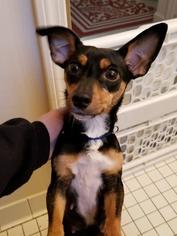 Chiweenie Dogs for adoption in Kettering, OH, USA
