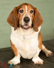 Basset Hound Dogs for adoption in Roanoke, VA, USA