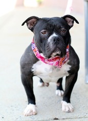 Bulldog Dogs for adoption in Griffin, GA, USA