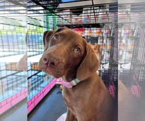 Chocolate Labrador retriever-Unknown Mix Dogs for adoption in Katy, TX, USA