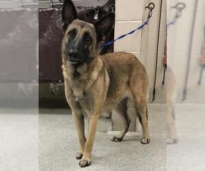German Shepherd Dog Dogs for adoption in Conroe, TX, USA