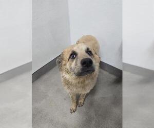 German Shepherd Dog-Unknown Mix Dogs for adoption in HESPERIA, CA, USA