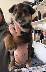 Medium Photo #1 Australian Retriever Puppy For Sale in Chantilly, VA, USA