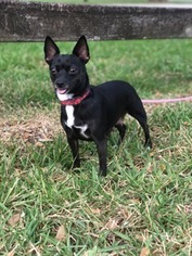 Medium Photo #1 Chihuahua Puppy For Sale in Davie, FL, USA