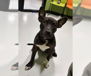 Mutt Dogs for adoption in Temple, TX, USA