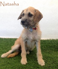 Medium Photo #1 Mutt Puppy For Sale in San Diego, CA, USA