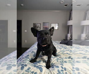 French Bulldog-Unknown Mix Dogs for adoption in Boston, MA, USA