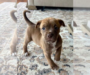Bullboxer Pit Dogs for adoption in Hillsboro, MO, USA