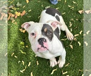 Bulldog-Unknown Mix Dogs for adoption in Newfield, NJ, USA