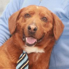 Basset Retriever Dogs for adoption in Garfield Heights, OH, USA