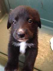 Borador Dogs for adoption in Glen Haven, WI, USA
