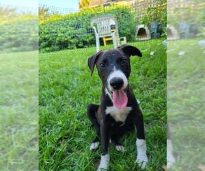 Black and Tan Coonhound-Labrador Retriever-Labrador Retriever Mix Dogs for adoption in Melbourne, FL, USA