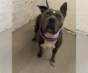 Mutt Dogs for adoption in San Bernardino, CA, USA