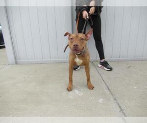 American Pit Bull Terrier Dogs for adoption in Louisville, KY, USA