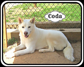 Siberian Husky Dogs for adoption in Sautee Nacoochee, GA, USA