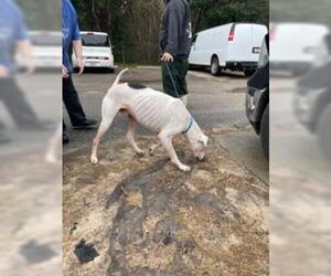 Dogo Argentino Dogs for adoption in Fort Walton Beach, FL, USA