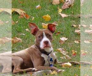 Boxer-Unknown Mix Dogs for adoption in Plainfield, IL, USA