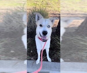 Anatolian Shepherd-Huskies  Mix Dogs for adoption in Sacramento, CA, USA