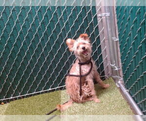 Mutt Dogs for adoption in Downey, CA, USA