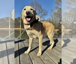 Golden Retriever-Unknown Mix Dogs for adoption in Boston, MA, USA