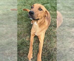 American Pit Bull Terrier Dogs for adoption in Bakersfield, CA, USA
