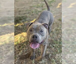 Mutt Dogs for adoption in Riverside, CA, USA