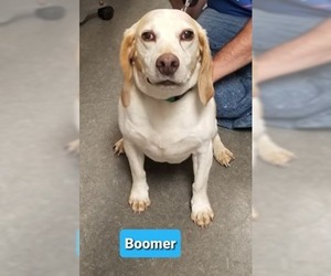 Beagle Dogs for adoption in Richmond, IN, USA