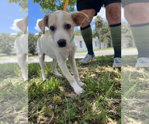 Parson Russell Terrier-Unknown Mix Dogs for adoption in Sanford, FL, USA